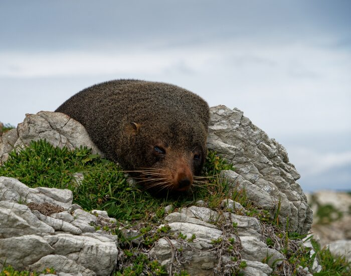 a Kaikōura laying on top of a rock