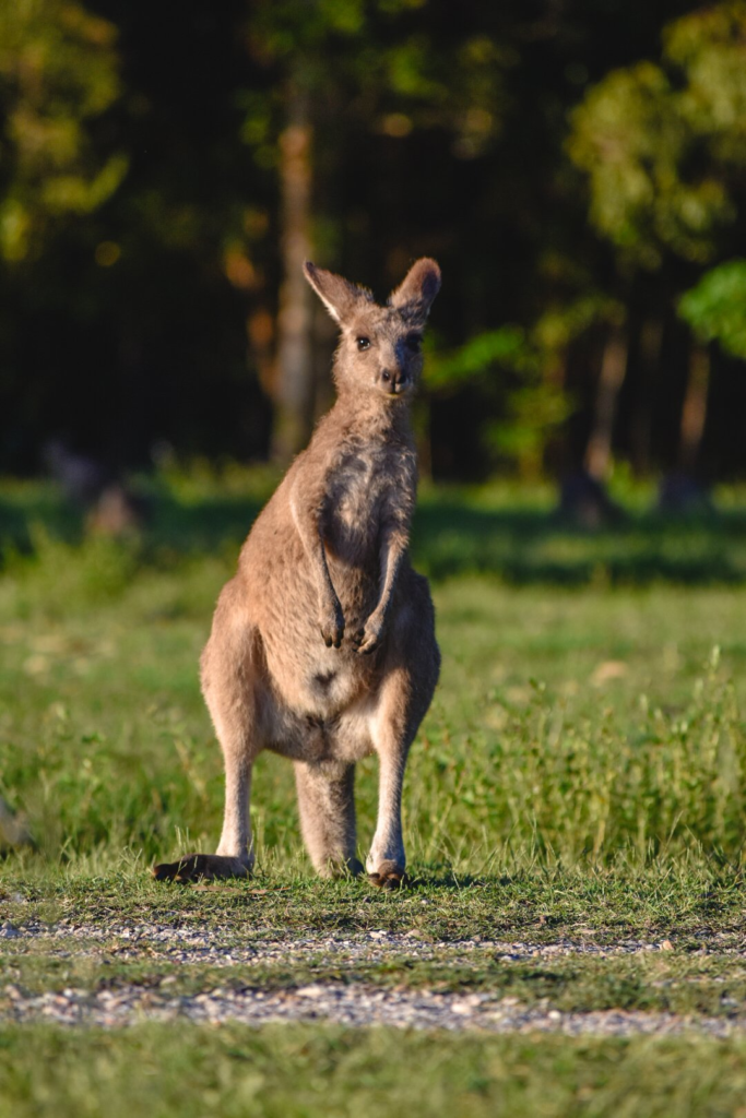 kangaroo.webp Knagaroo juvenile in QLD, australia
