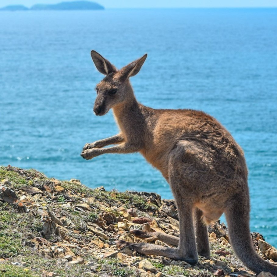 kangaroo next to a cliff and the ocean on the background