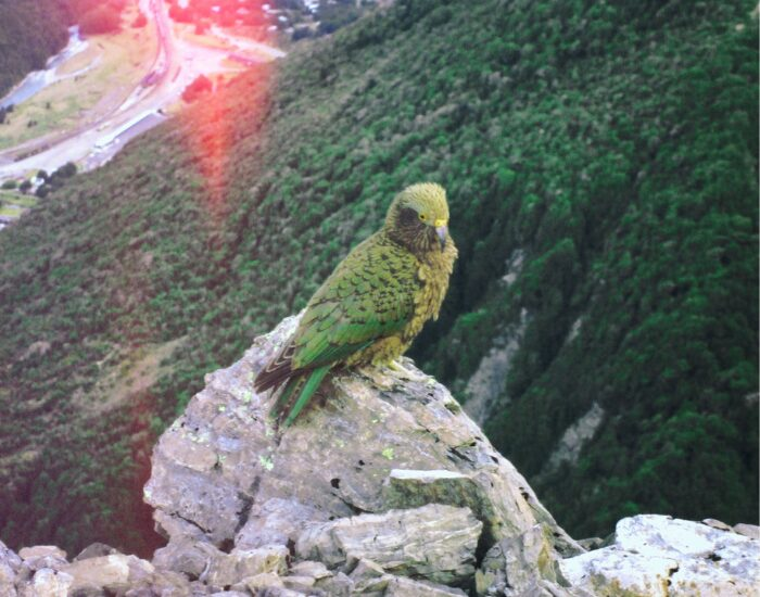 keaarthurspassnationalparknewzealand.webp kea on a rock at arthurs pass national park new zealand
