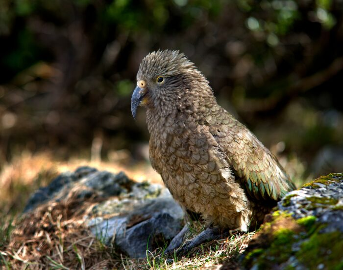 keabird 1.webp kea bird laying over ground
