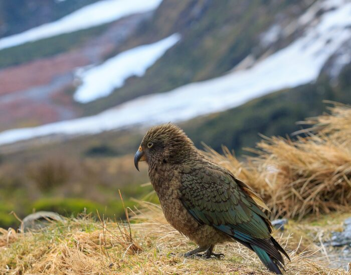keabird.webp kea bird standing next to a cliff and a mountain on the background