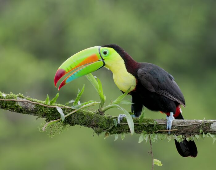  Keel-billed Toucan on a tree