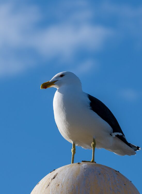 a kelp gull standing over a concrete structure
