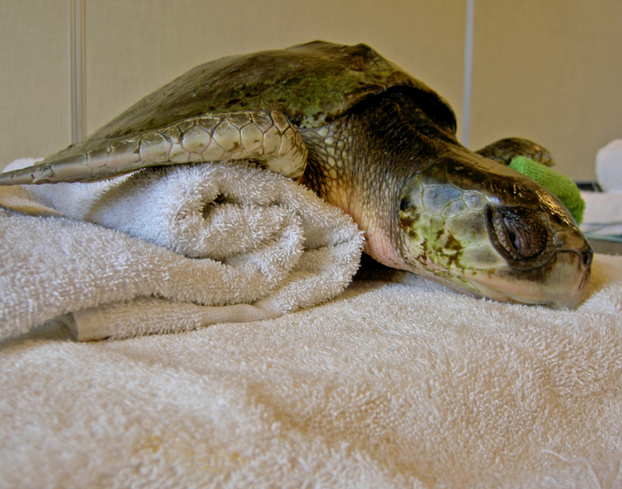 rescued Kemp's Ridley Sea Turtle laying n a towel