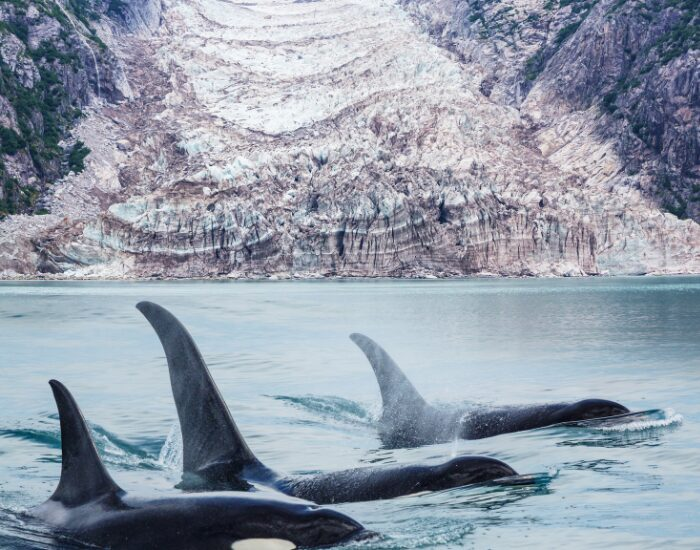 Three Killer Whales swimming in Antartica