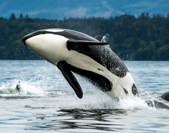 Orca breaching on the ocean
