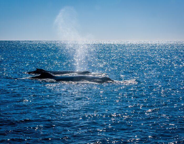 Two Whales swimming in Australian Waters