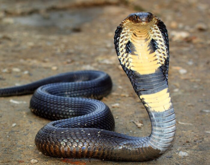 a King Cobra on the ground in defensive position