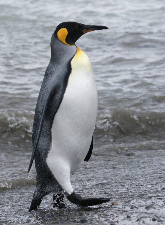 a king penguin walking on a beach