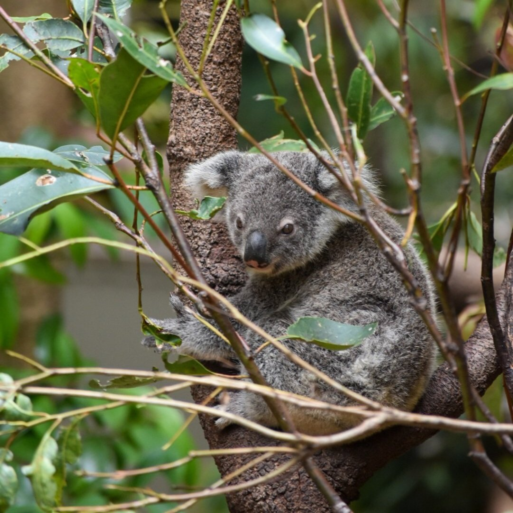 koala-tree-sleeping.webp Koala on a tree hugging it