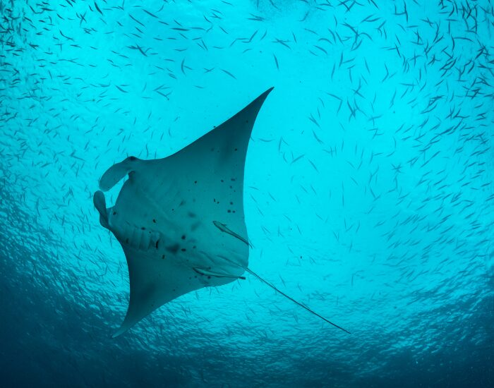  Manta ray  feeding