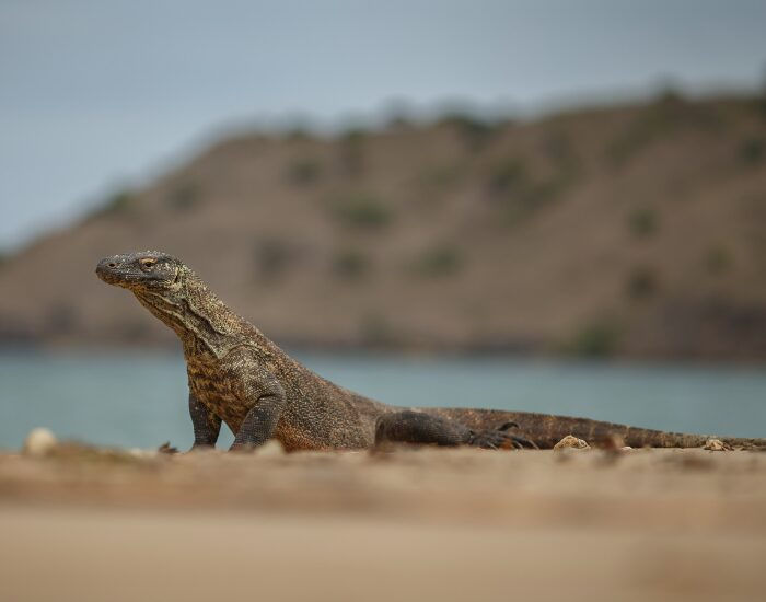 Komodo dragon on an Indonesia wildlife tour
