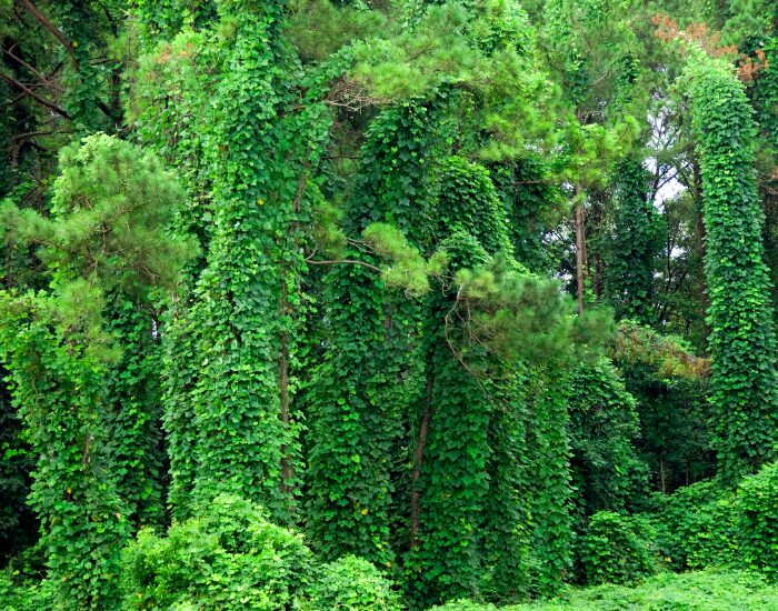 a massive kudzu vine plant overgrowing trees