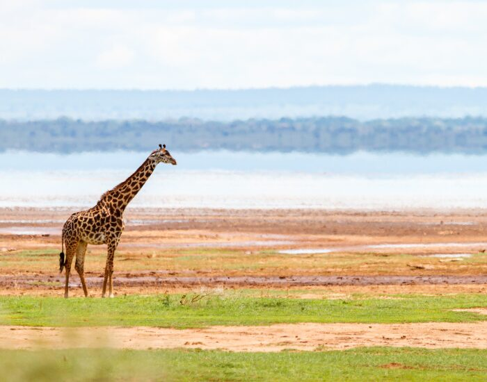 lakemanyaranationalpark.webp Giraffe at Lake Manyara National Park