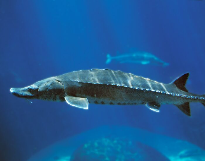 Lake Sturgeon on an aquarium swimming