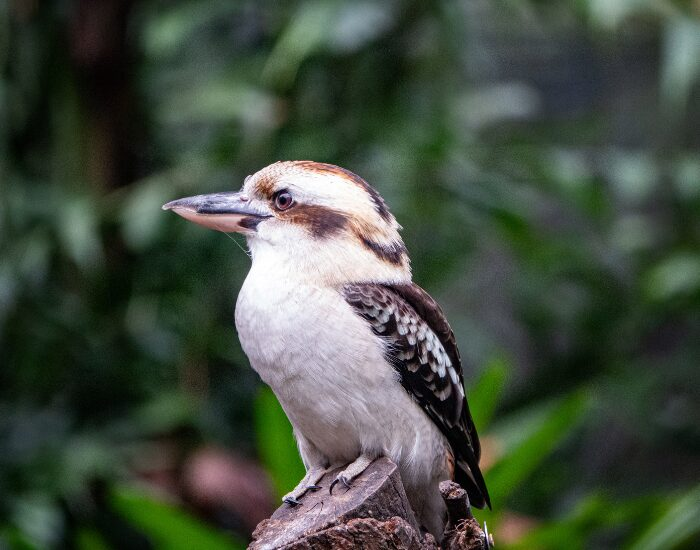 laughing kookaburra
