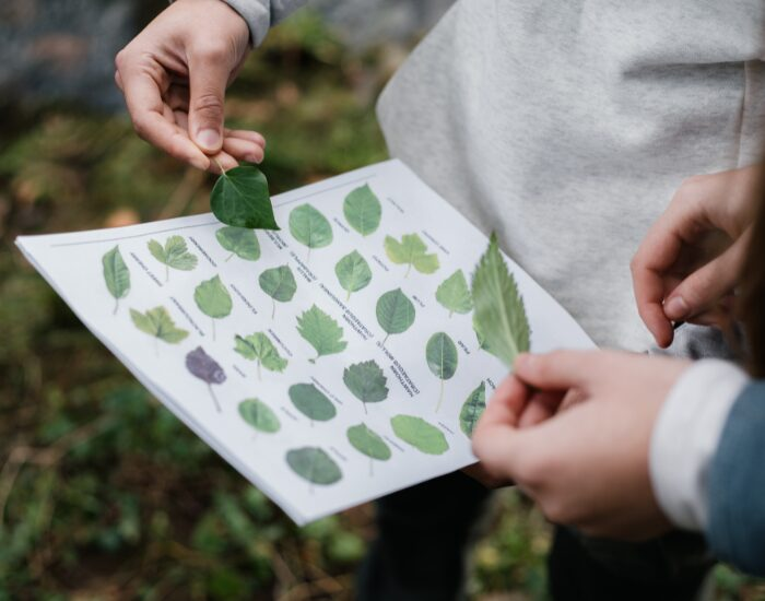 Sergio Rodriguez de paz hands holding leaves and a leaf id guide