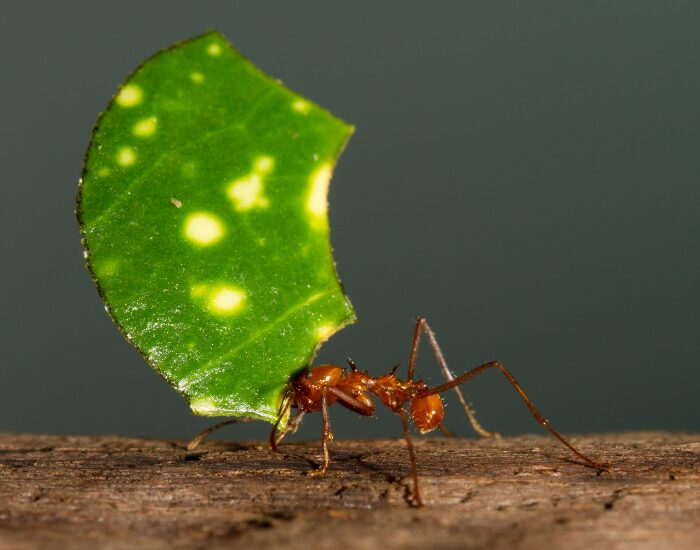 Leafcutter with a leaf on top