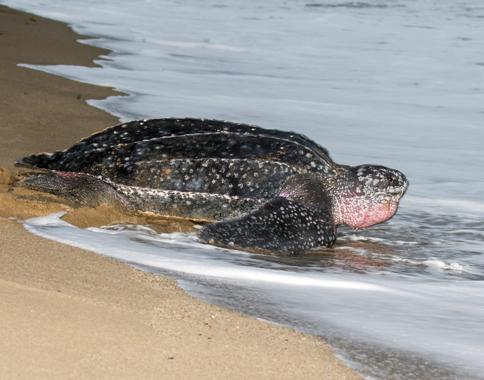 Leatherback Sea Turtle laying on th ebeach