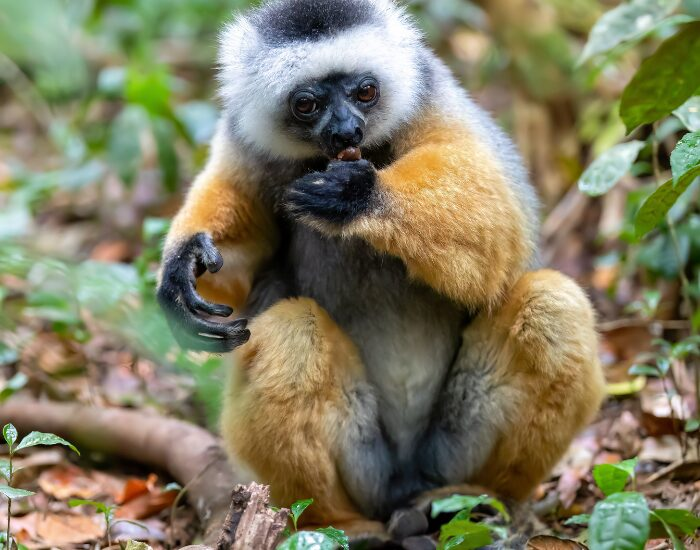 The threatened Lemur Diademed Sifaka eating a fruit sitting on the ground