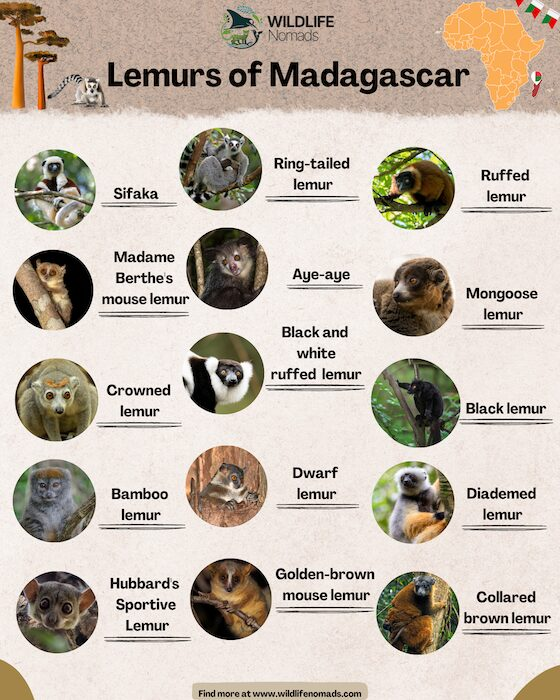 a wildlife nomas infographic showing lemurs that live in madagascar