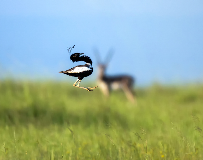 Lesser-Florican-Sypheotides-indicus.webp Lesser Florican jumping with an antelope / deer on the background