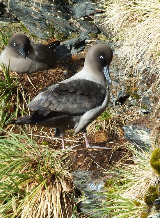 two Light-Mantled Albatross laying on the ground