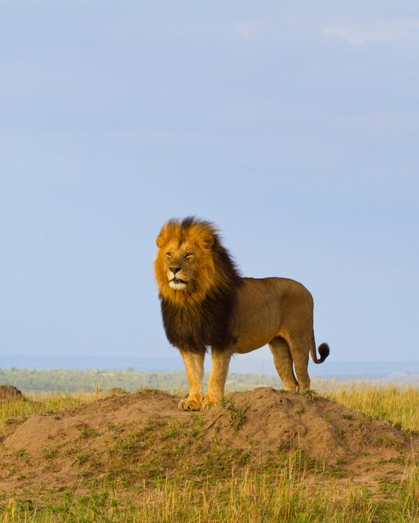Lion in africa ona. grass field