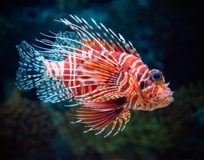 Lionfish swimming