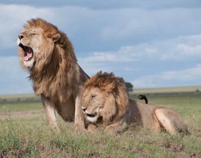 Two lions together, one roaring and the other one laying on the ground