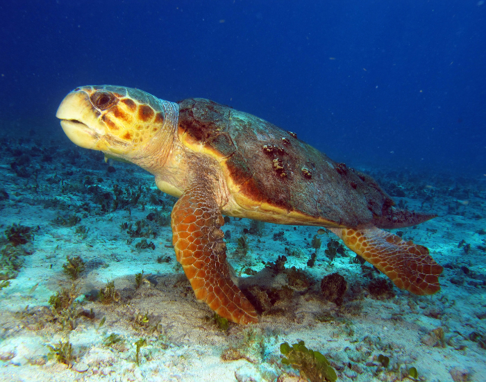 Sea turtles