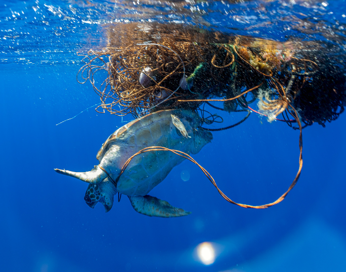 Loggerhead-Sea-trapped.webp Sea Turttle entangled on s fishing net in the ocean
