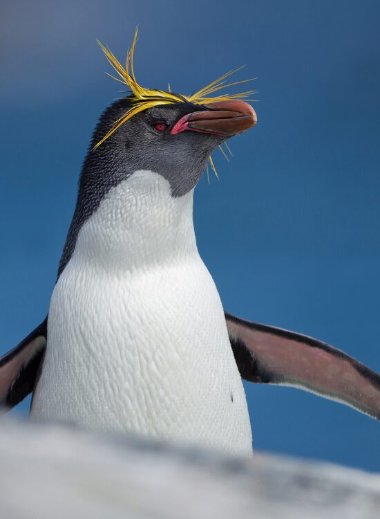 close up of a Macaroni Penguin