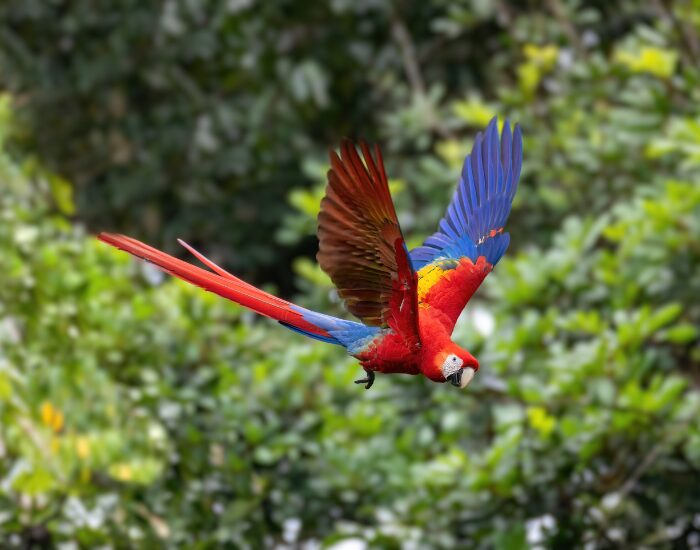  Scarlet Macaw at Tortuguero park