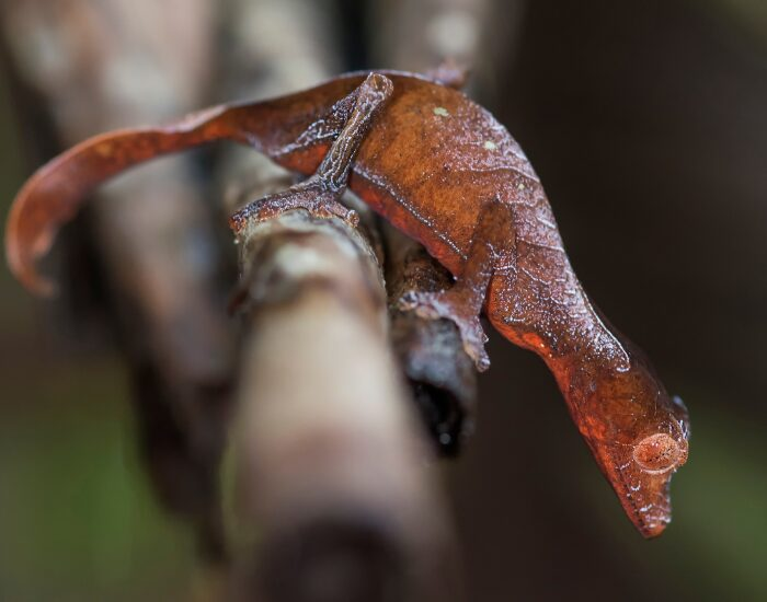 madagascarleaf tailedgecko.webp Madagascar leaf gecko