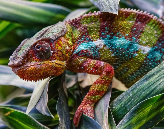 Madagascar Red Chameleon Laying Over a Leaf