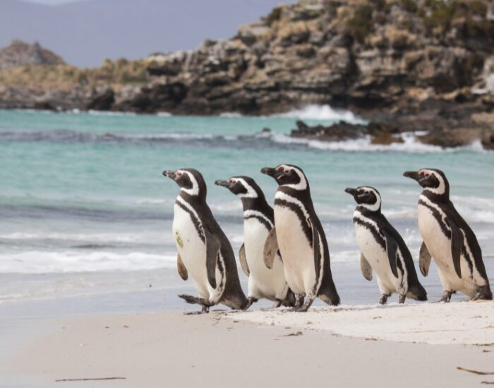 group of Magellanic Penguins on a white sandy beach