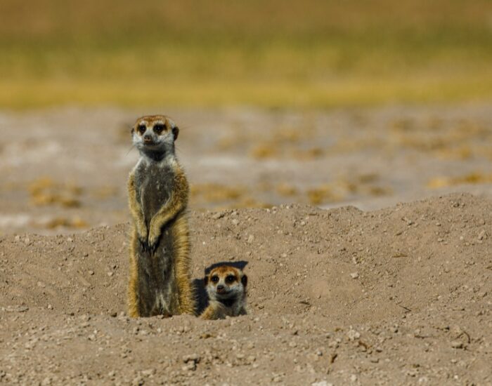 two Meerkats on Makgadikgadi Pans