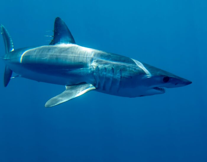makoshark.webp Mako shark swimming underwater