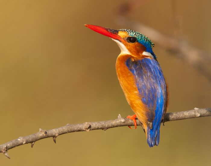 A Malachite Kingfisher posing on a Branch