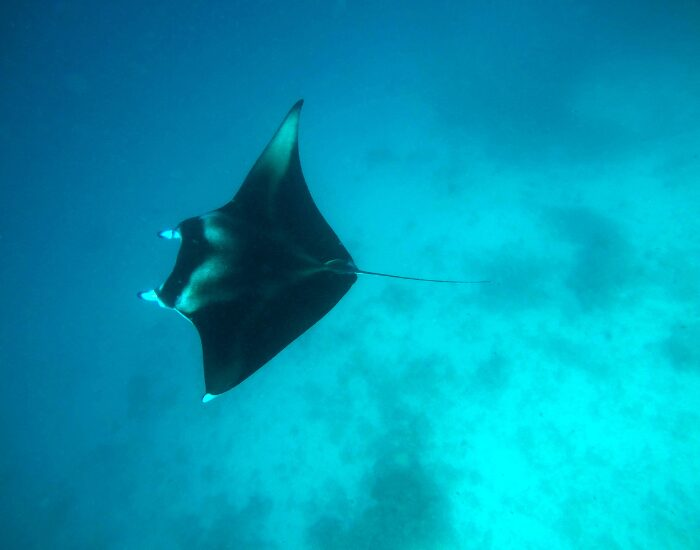 Manta Ray in Maldives swimming