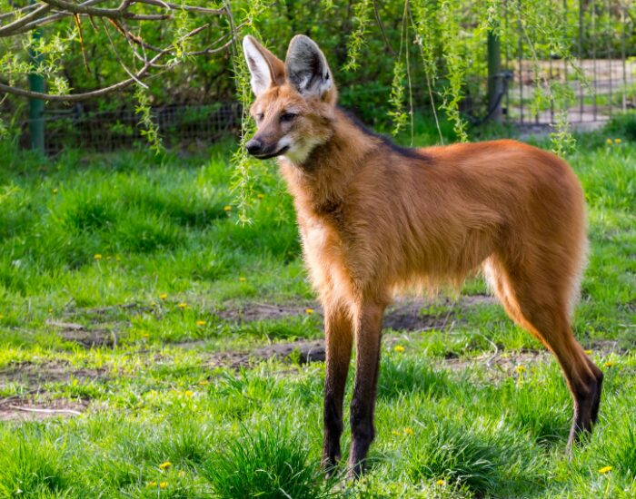 maned wold standing still