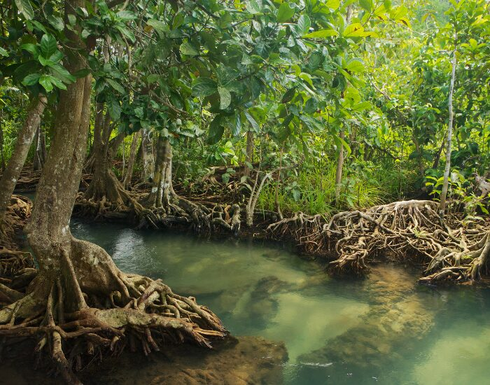 Mangrove ecosystems can support 70% of coastal fisheries | Photo by Johan Welzenga