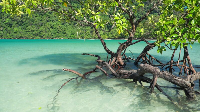 Mangrove with clear crystal water