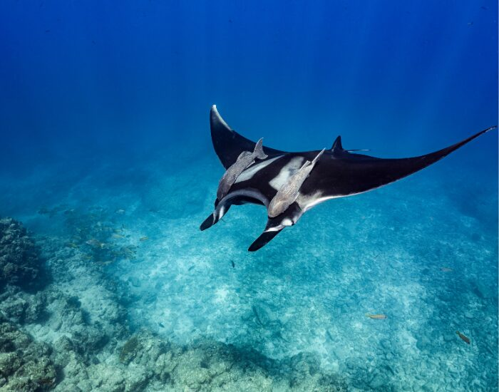 manta ray swimming underwater with remora fish on top
