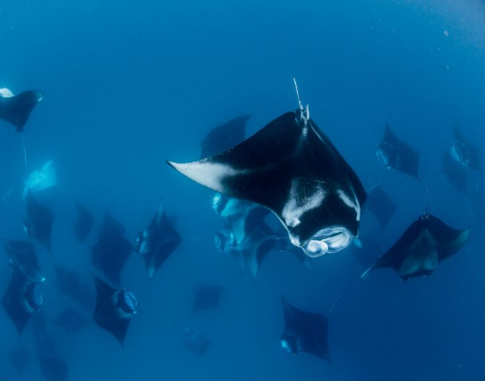 Group of Manta Rays swimming beneath the ocean