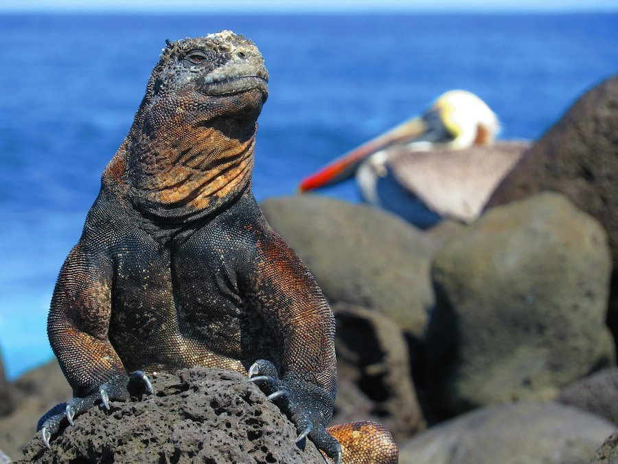 marineiguana 1.webp marine iguana in its natural habitat