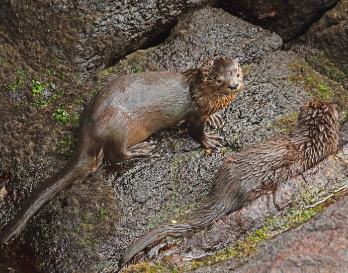 a couple of wet marine otters on top of rock
