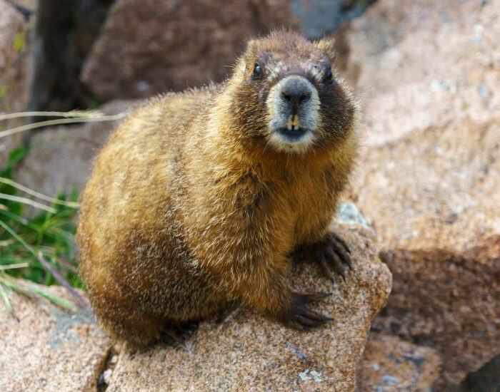 Marmot standing over a rock